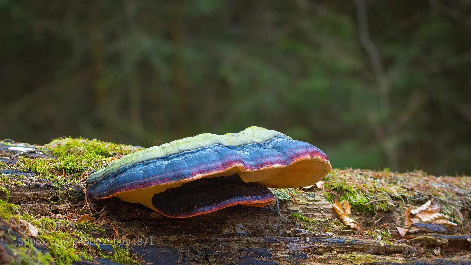Canon EOS 60D sample photo. Rotrandiger baumschwamm (fomitopsis pinicola) photography