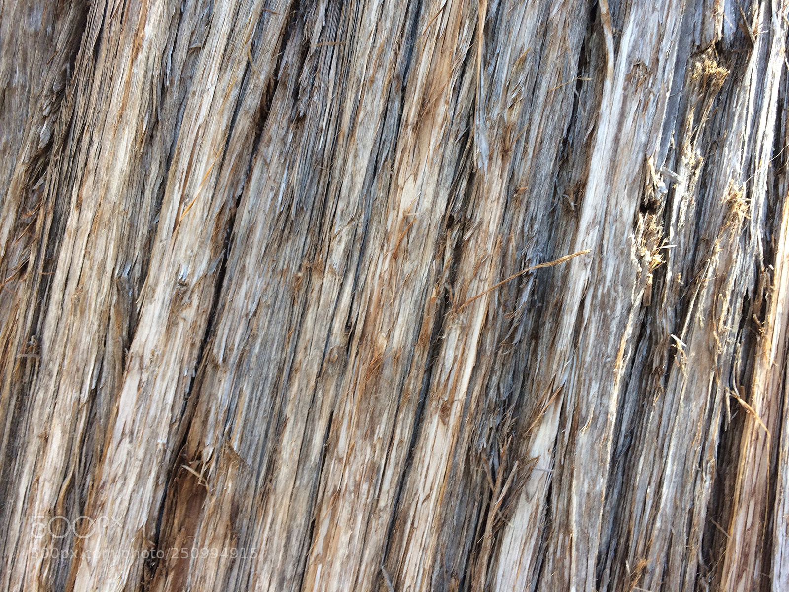 Apple iPhone 5s sample photo. Tree pattern photography