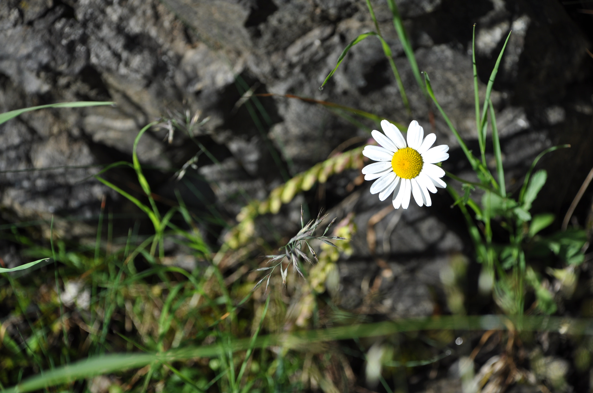 Nikon D5000 sample photo. Chamomile photography