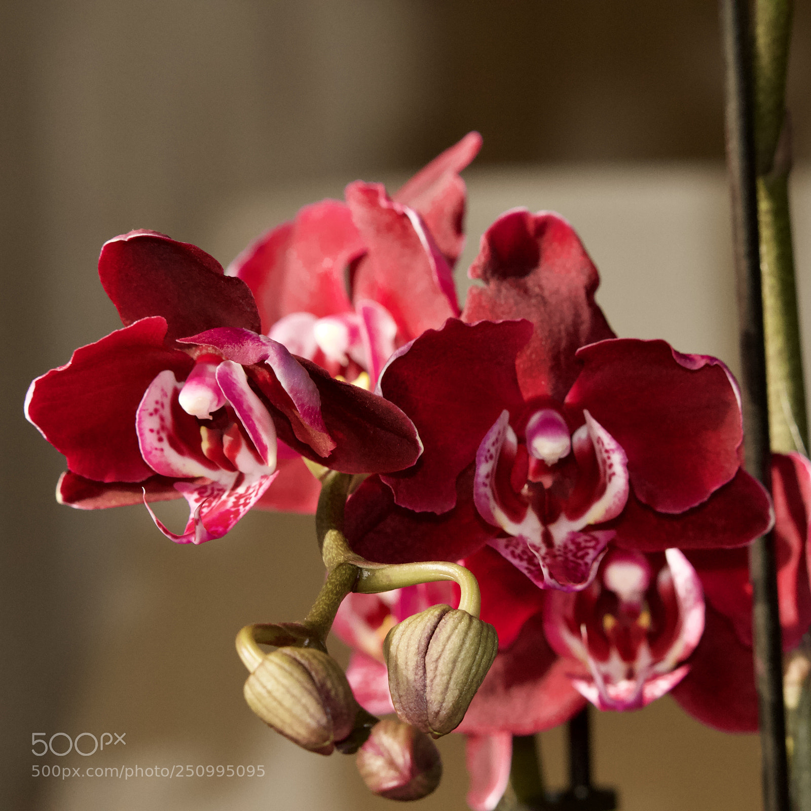 Canon EOS 7D sample photo. Orchid e mon aim photography