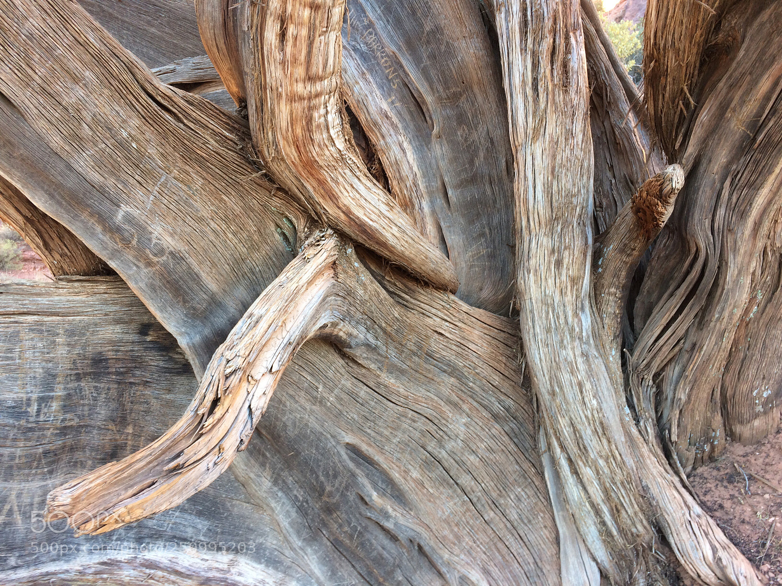 Apple iPhone 5s sample photo. Tree photography