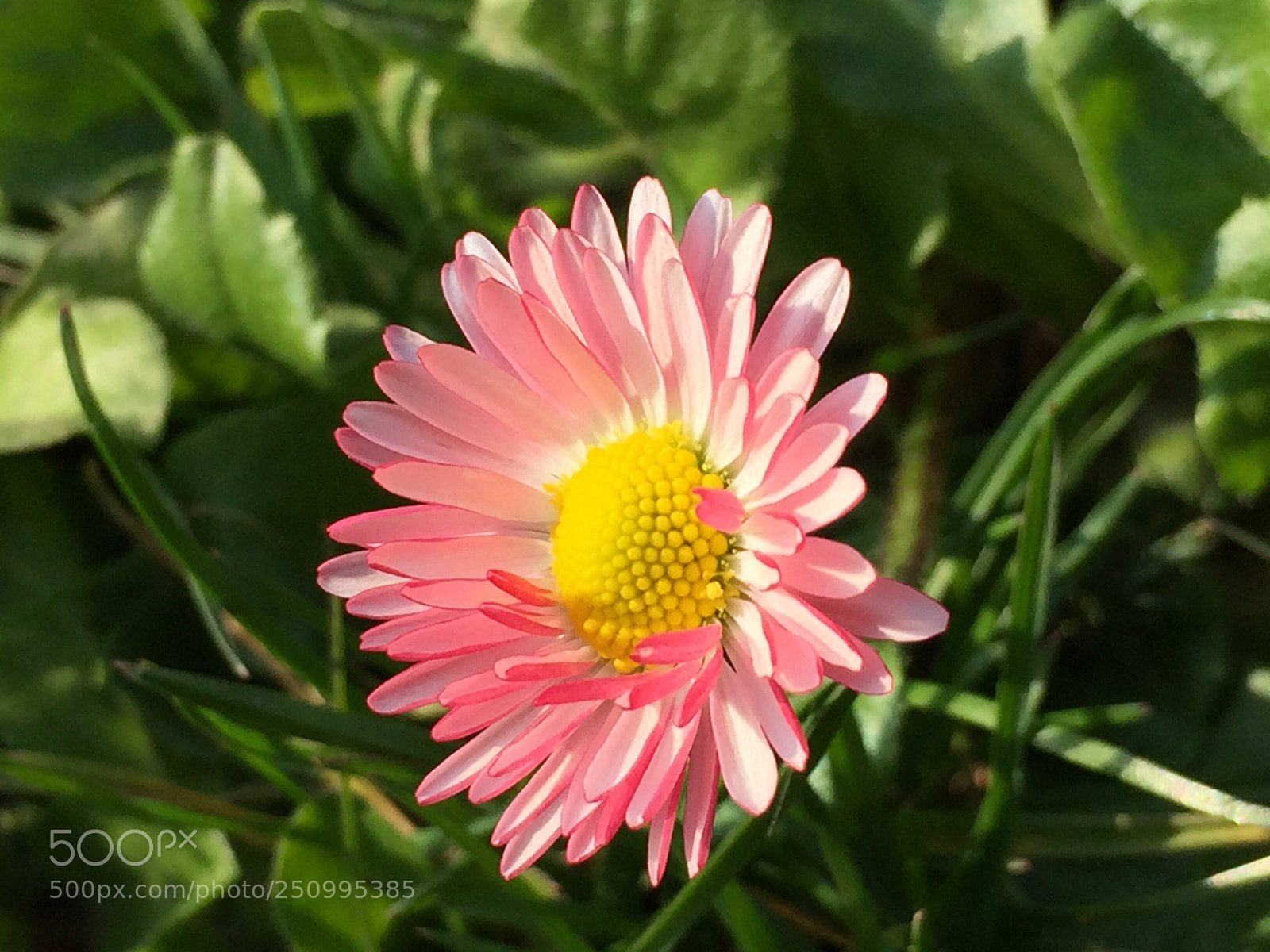 Apple iPhone 6 sample photo. Untitled photography