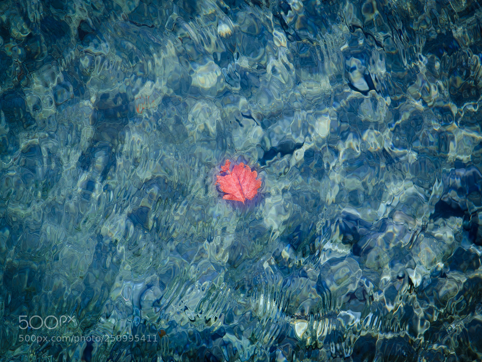 Nikon D7000 sample photo. Fallen leaf photography