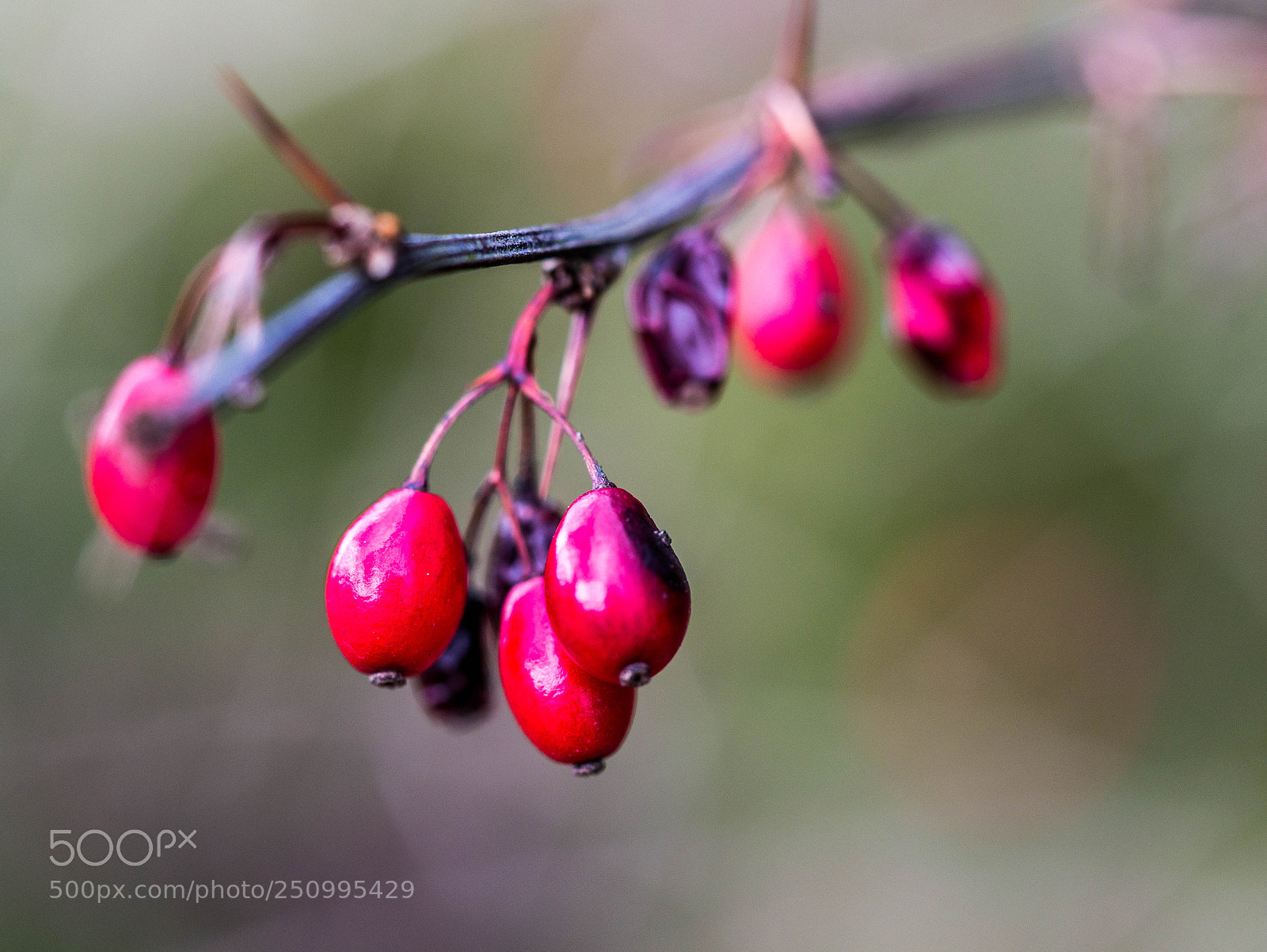 Panasonic DMC-G81 sample photo. Beeren photography
