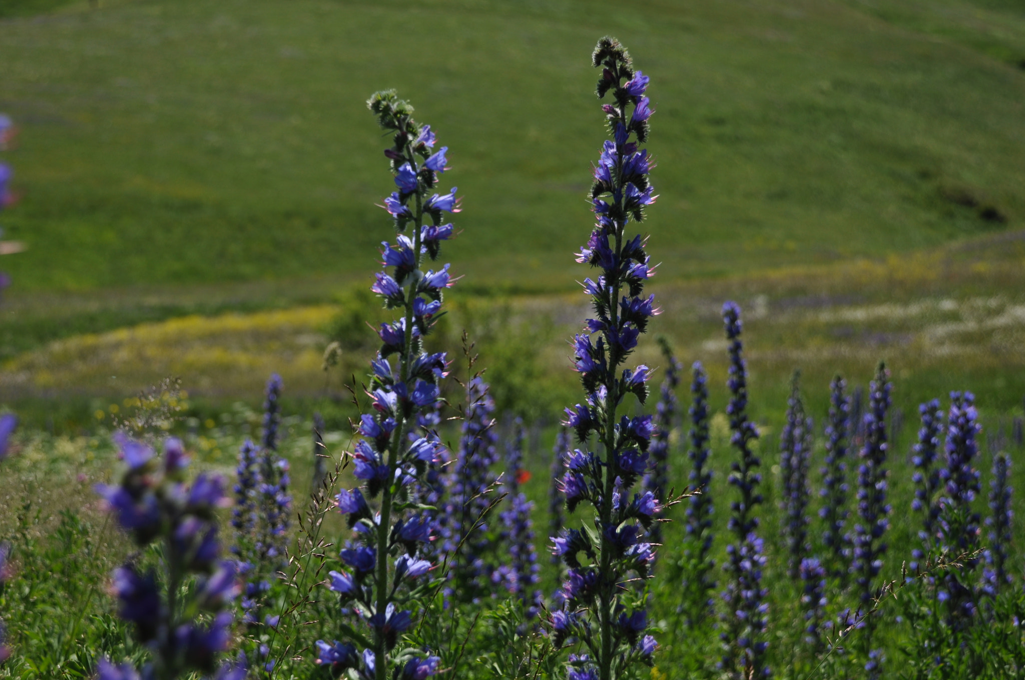 Nikon D5000 sample photo. Lavender photography