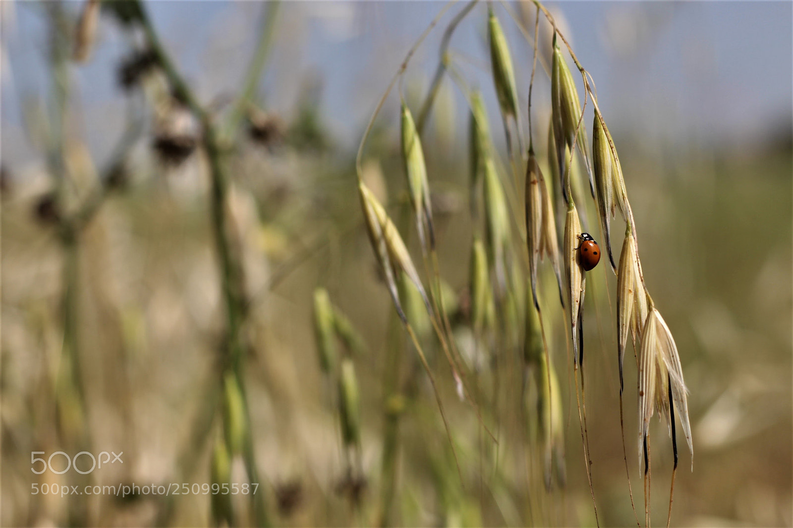 Canon EOS 700D (EOS Rebel T5i / EOS Kiss X7i) sample photo. Ladybug in a field photography