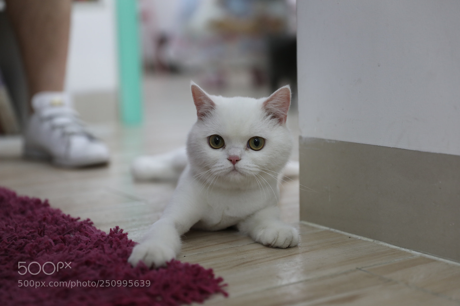 Canon EOS 5D Mark IV sample photo. Meow photography