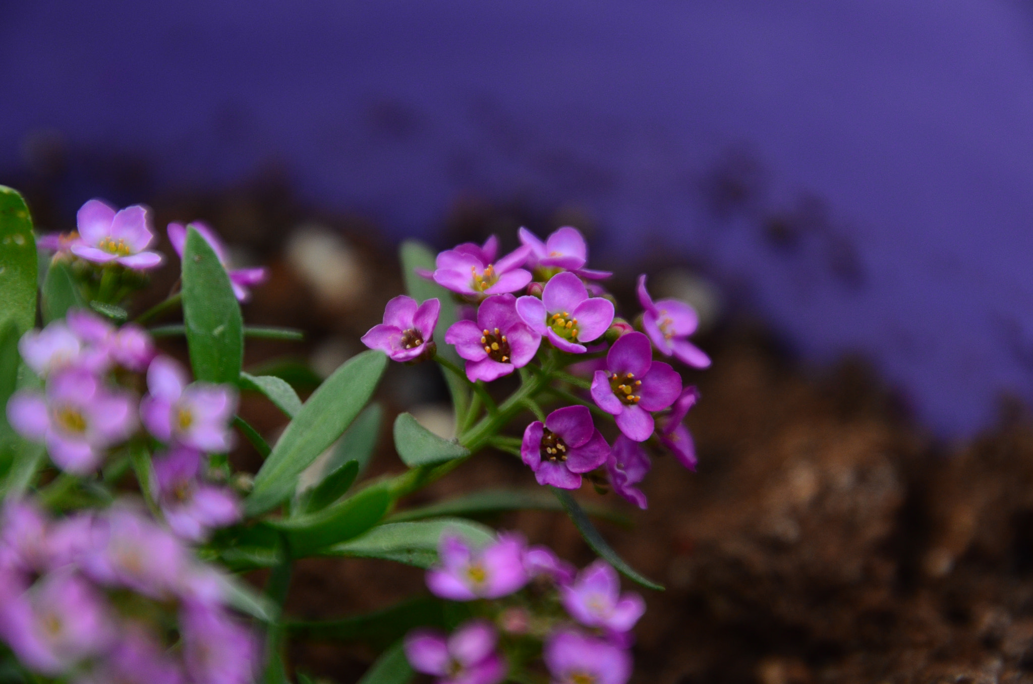 Nikon D7000 sample photo. 08mm flower photography