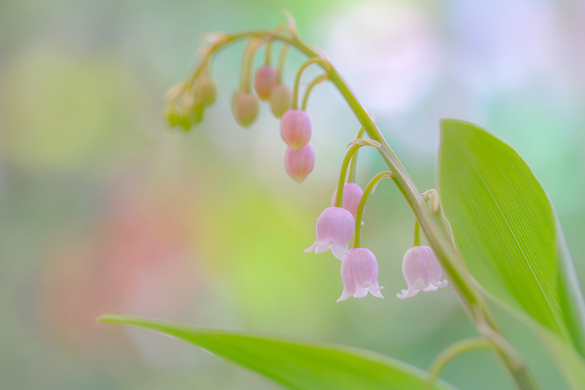 Canon EOS 760D (EOS Rebel T6s / EOS 8000D) sample photo. Pink bells photography