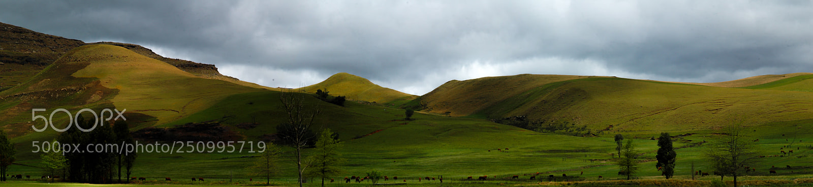 Nikon D70 sample photo. Roam free photography