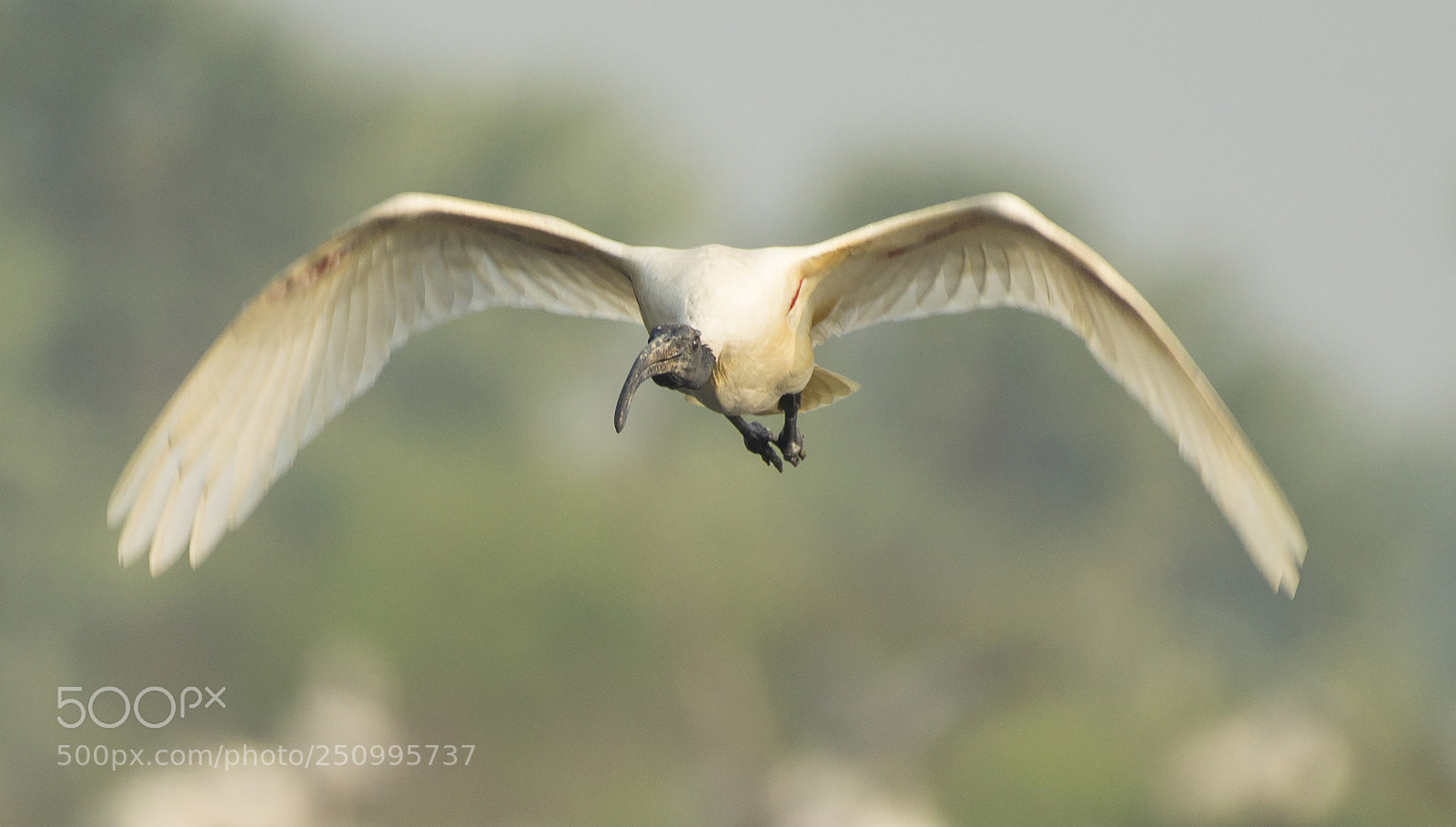 Nikon D3200 sample photo. Ibis black-headed (threskiornis melanocephalus) photography