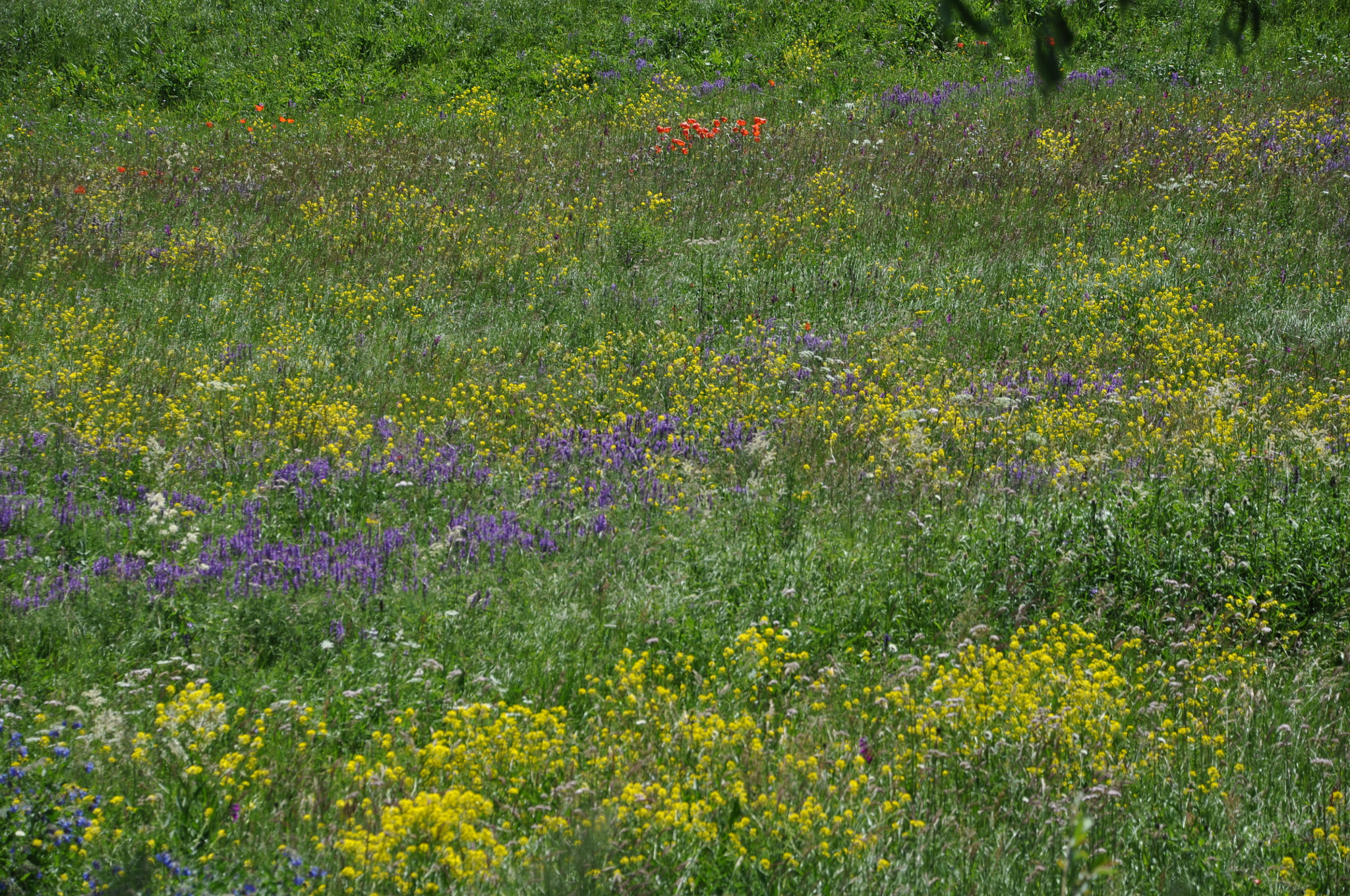 Nikon D5000 sample photo. Flowers of aparan photography