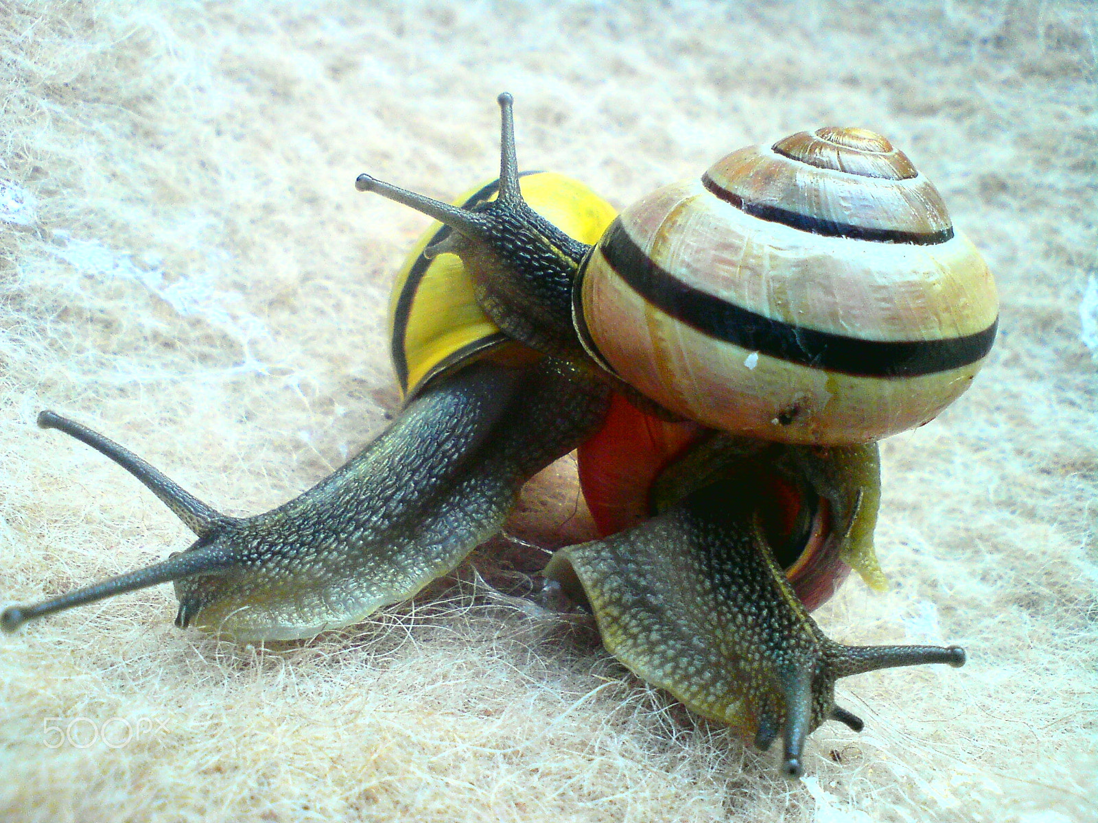 Sony Ericsson C510 sample photo. Jolly threesome photography