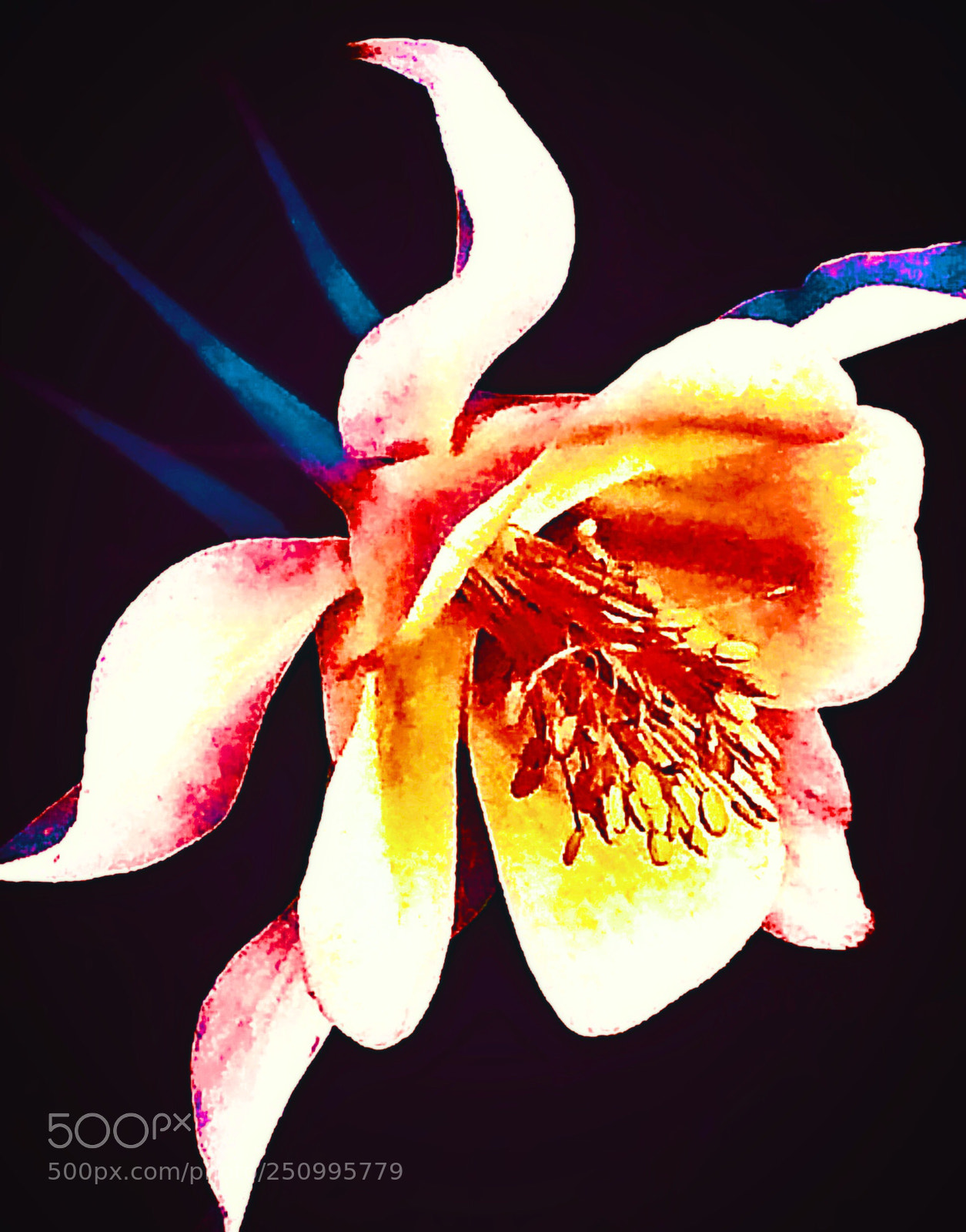 Apple iPhone 5s sample photo. Flower comet  photography