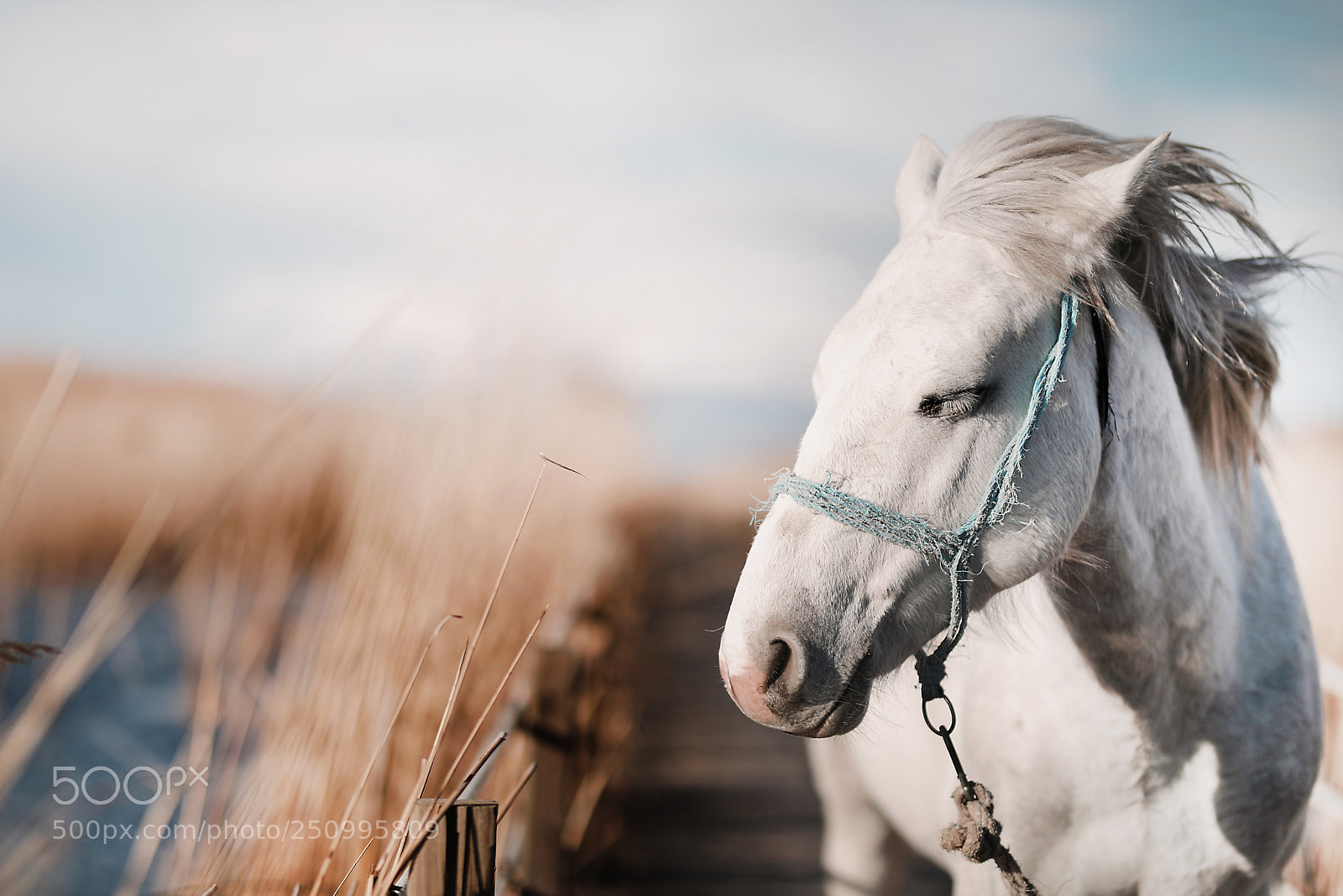 Canon EOS 5D Mark IV sample photo. Compass rose photography