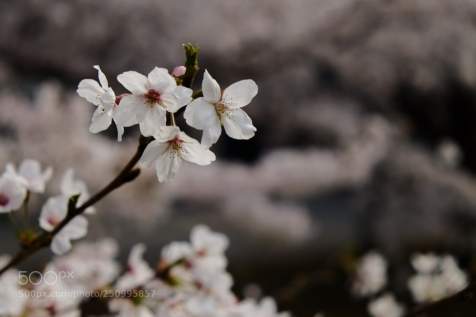 Fujifilm X-E2 sample photo. 00078588.jpg photography