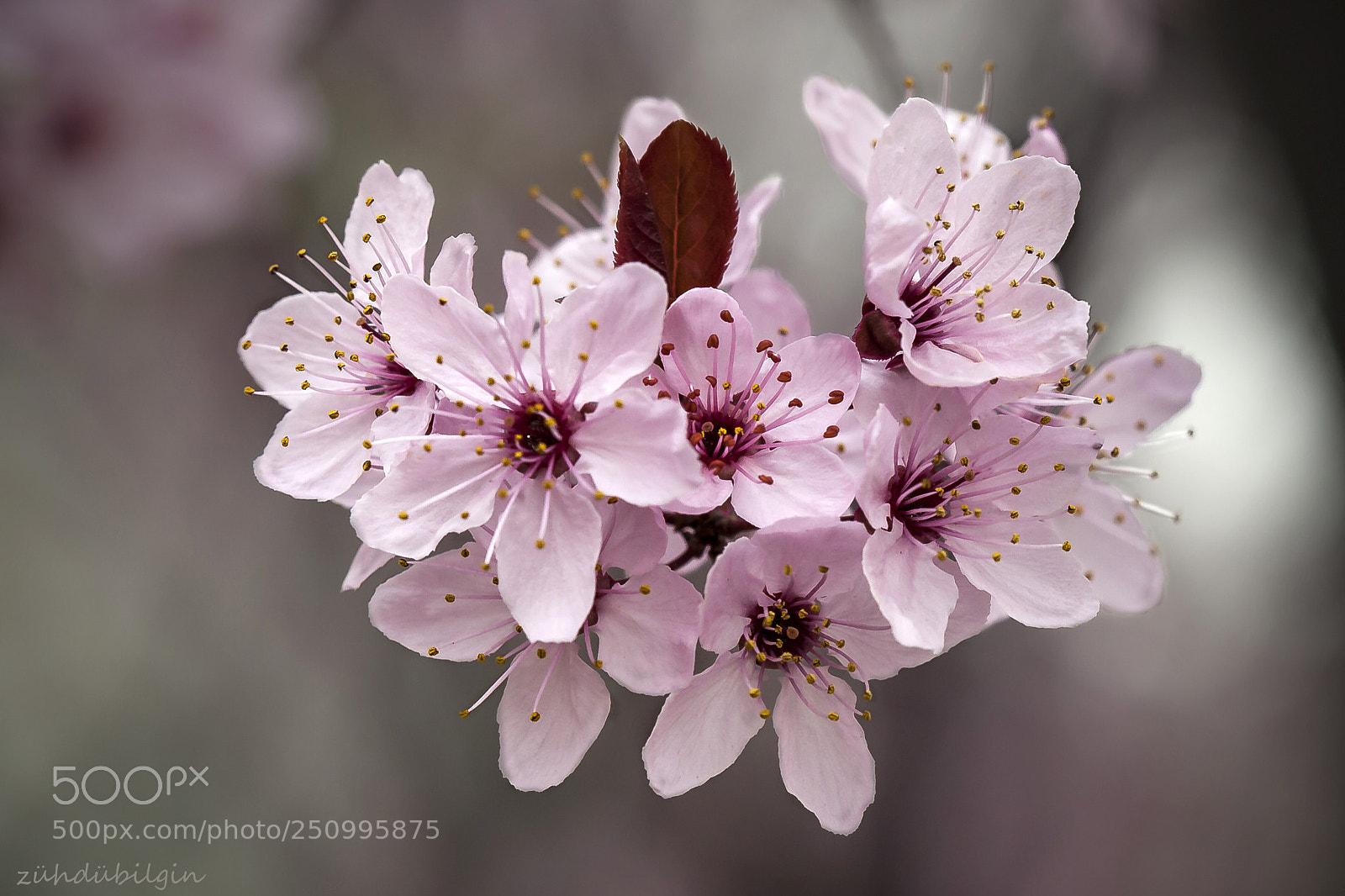 Canon EOS 5D Mark II sample photo. Plum blossom photography