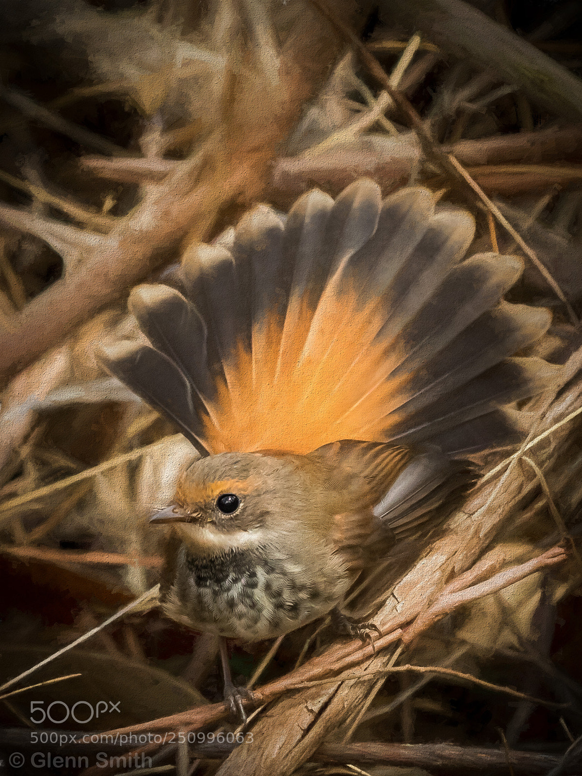 Canon EOS 5D Mark IV sample photo. Rufous fantail photography