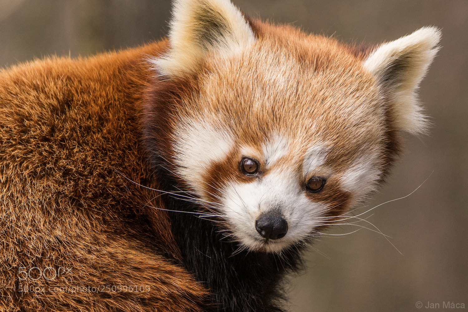 Sony ILCA-77M2 sample photo. Red panda photography