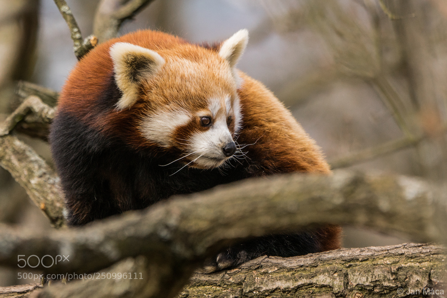 Sony ILCA-77M2 sample photo. Red panda photography