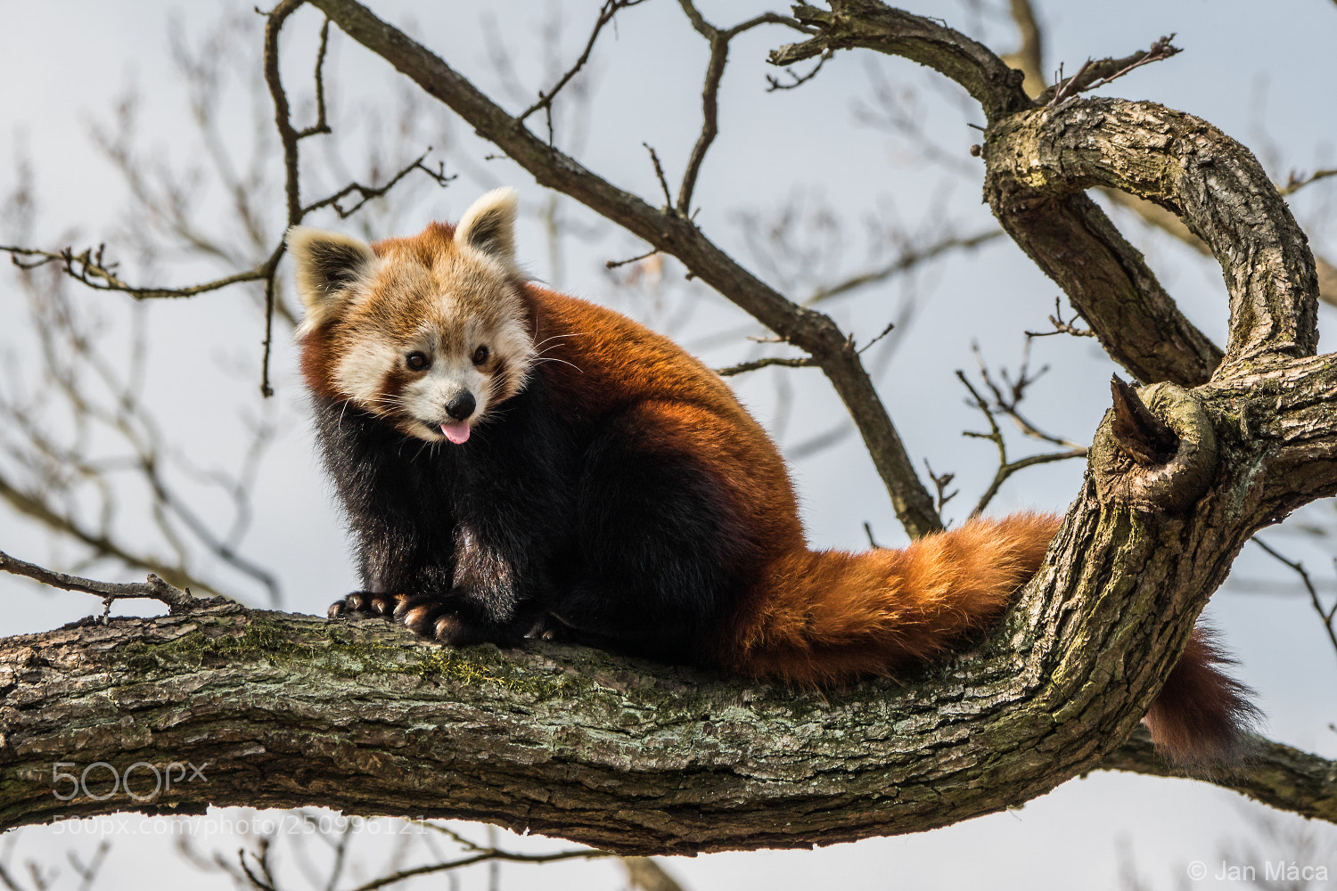 Sony ILCA-77M2 sample photo. Red panda photography