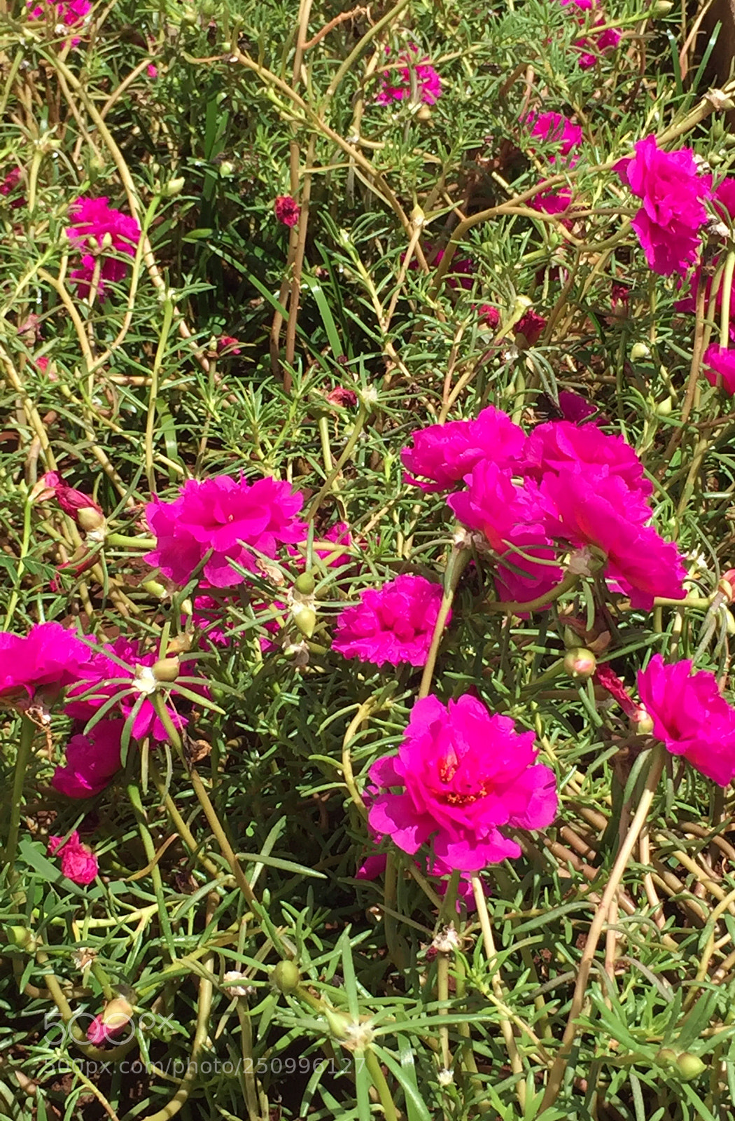 Apple iPhone 6 sample photo. Untitled photography