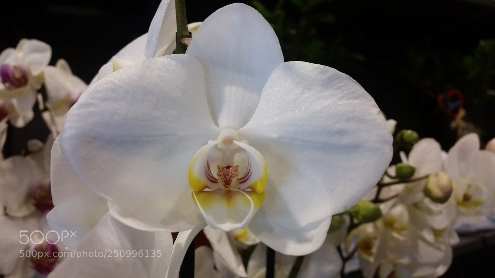 Samsung Galaxy S5 sample photo. White orchid photography