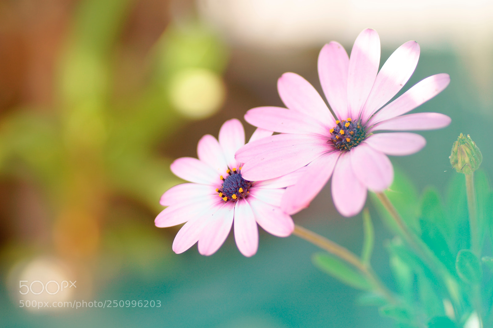 Sony a6000 sample photo. Inflorescence photography