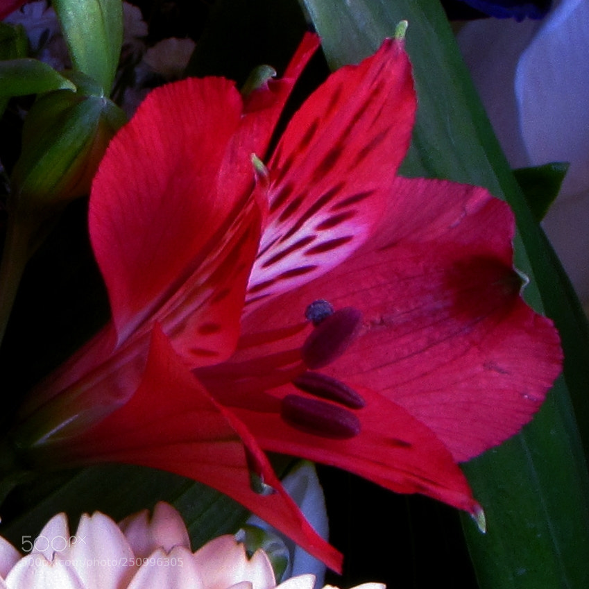 Canon PowerShot SX510 HS sample photo. Red photography