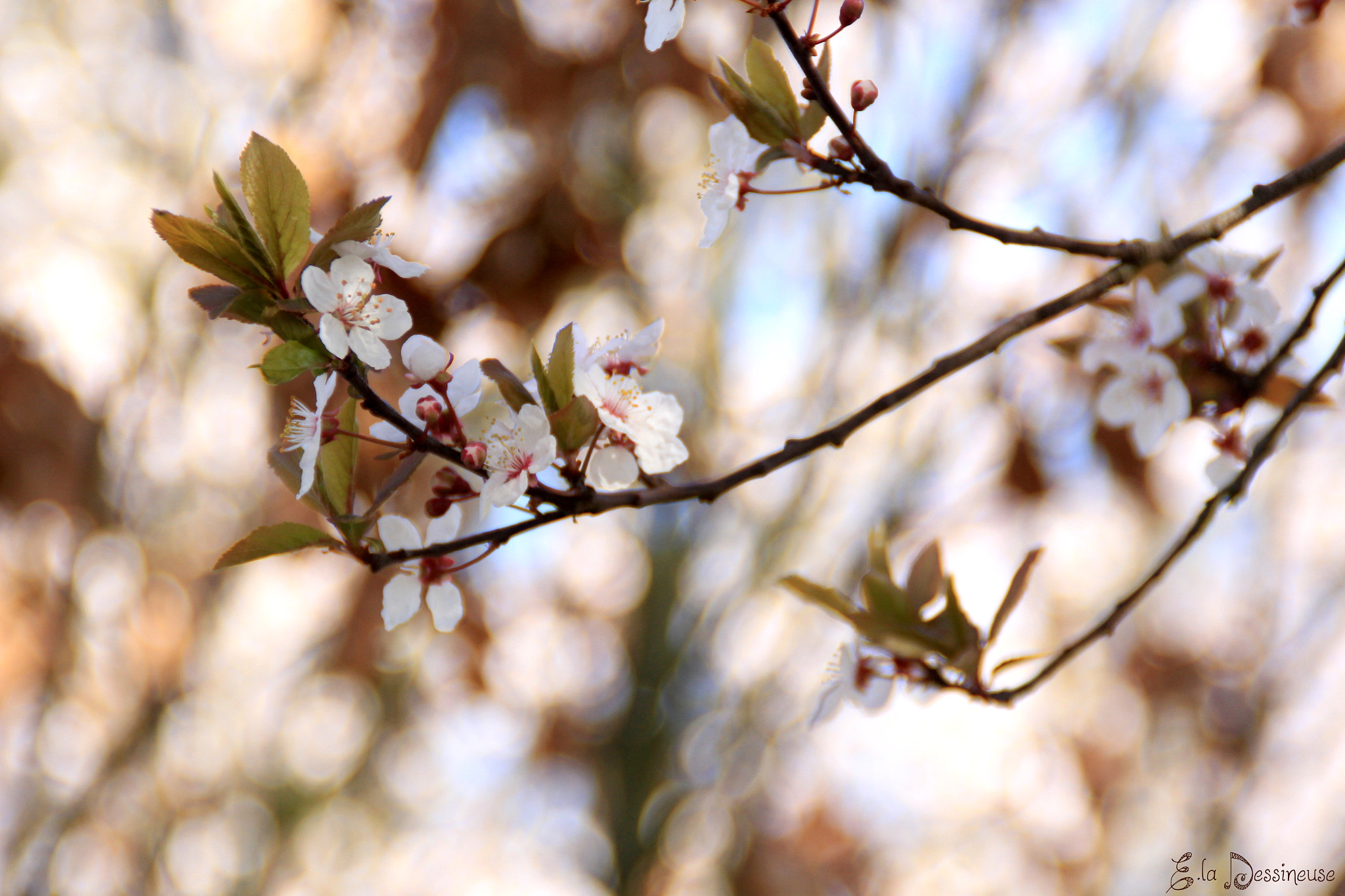 Canon EOS 700D (EOS Rebel T5i / EOS Kiss X7i) sample photo. Img photography