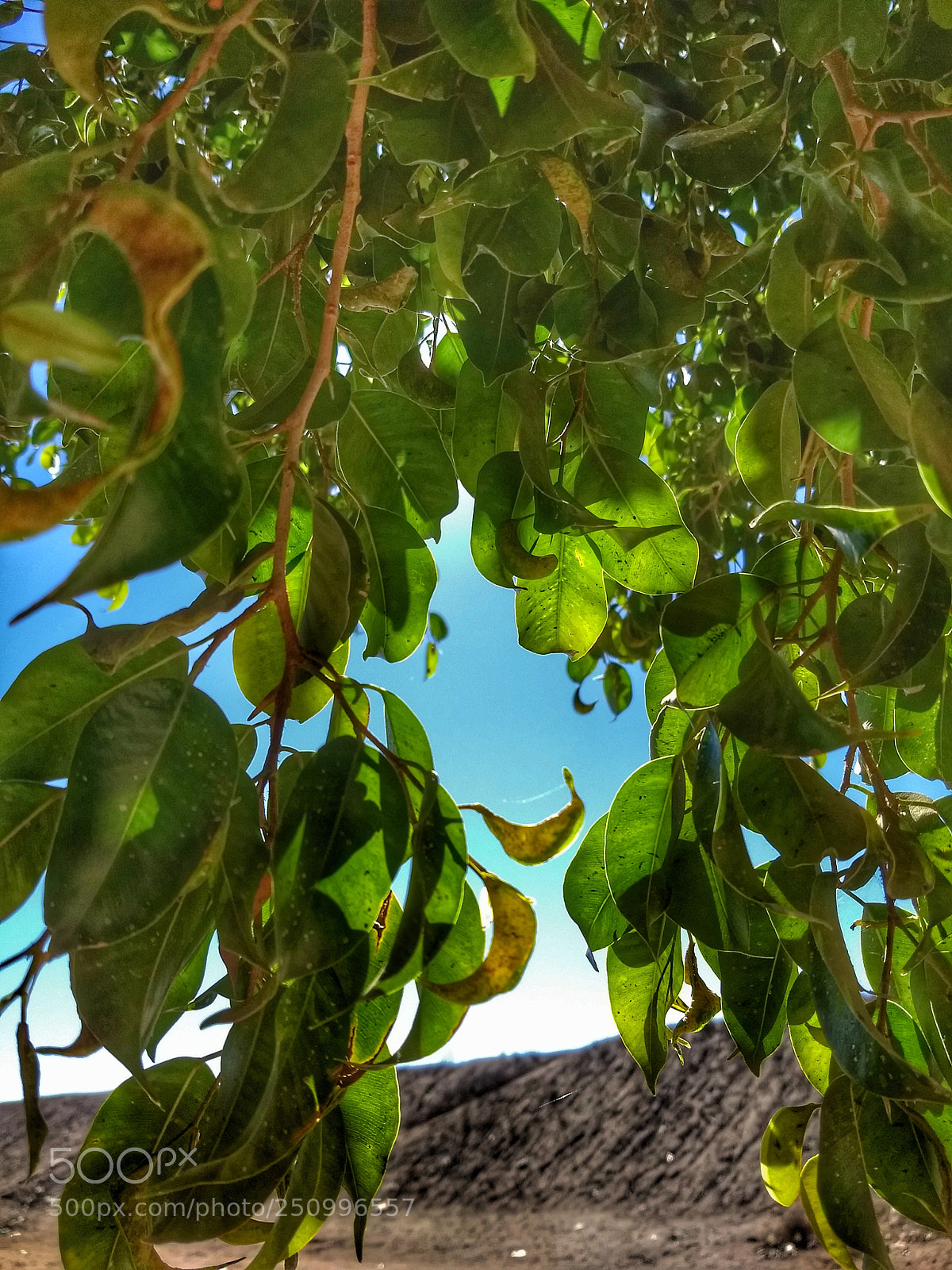 Motorola Moto G (5) Plus sample photo. Untitled photography