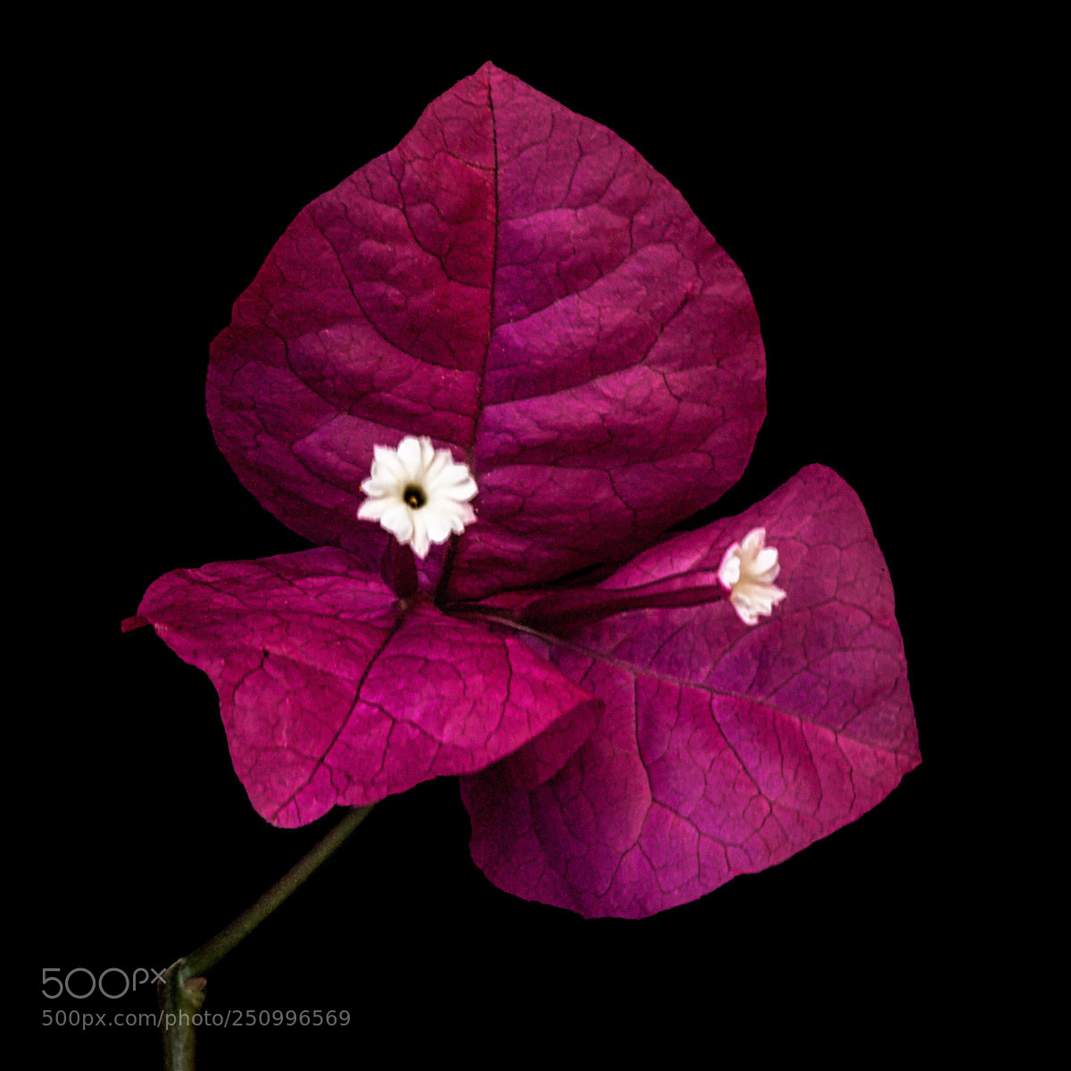 Canon EOS 5D Mark II sample photo. Bougainvillea photography
