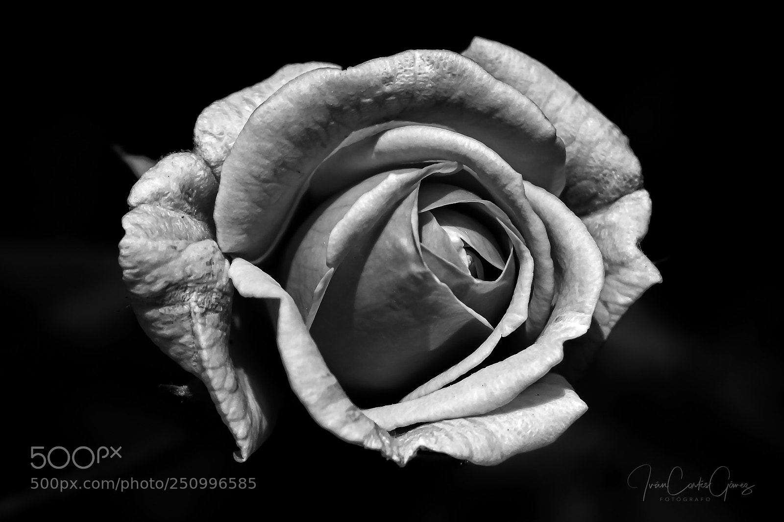 Canon EOS 600D (Rebel EOS T3i / EOS Kiss X5) sample photo. Rose tx photography