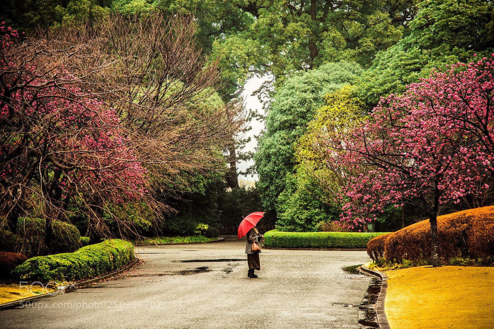 Nikon D5200 sample photo. Blossom girl photography