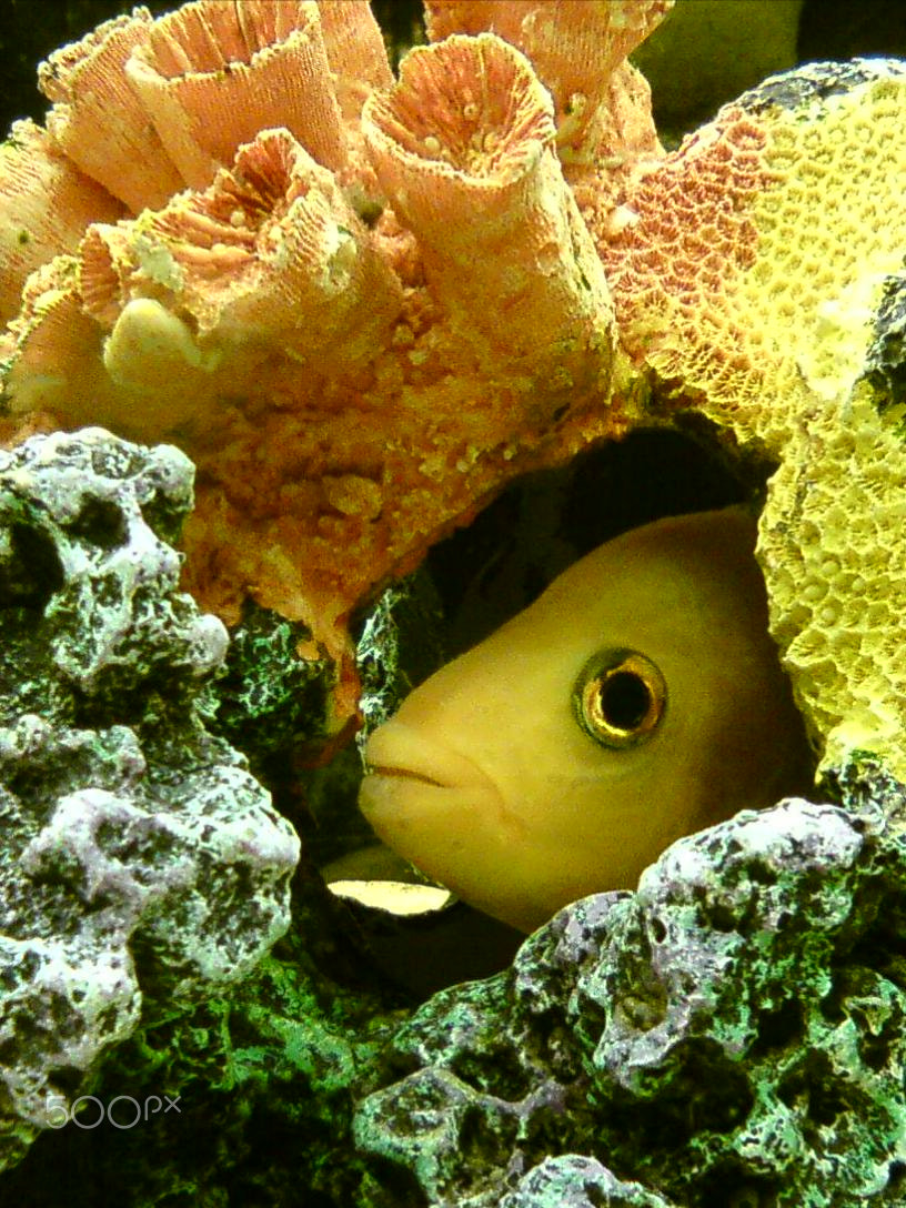 Sony Ericsson C510 sample photo. Guardedness photography