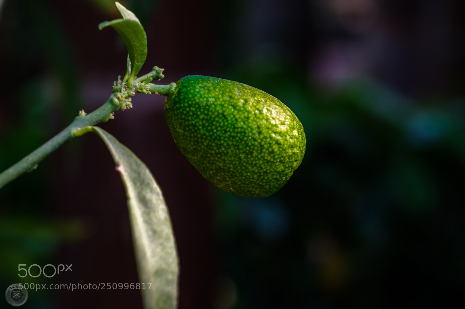 Fujifilm X-E3 sample photo. Mandarin photography