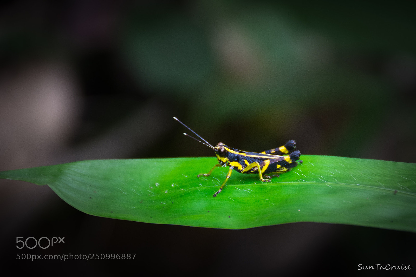 Nikon D7200 sample photo. Grasshopper photography