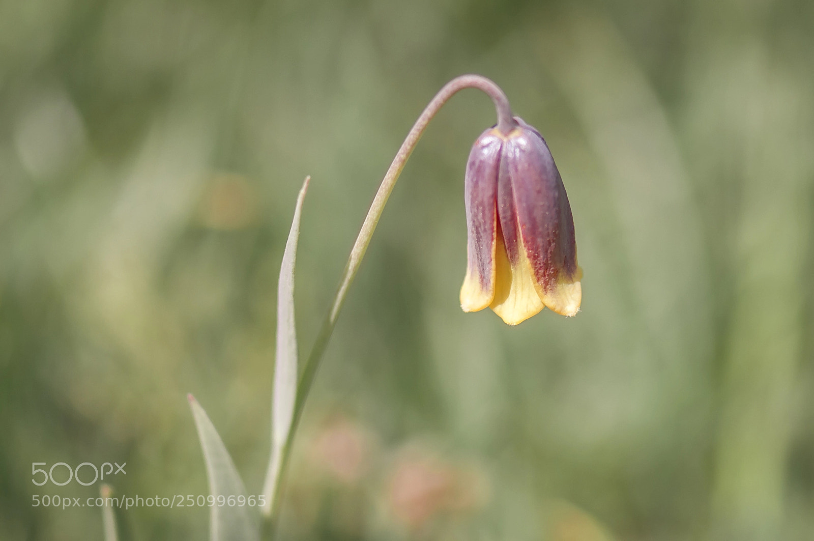 Nikon D90 sample photo. Ters lale / reverse tulip photography