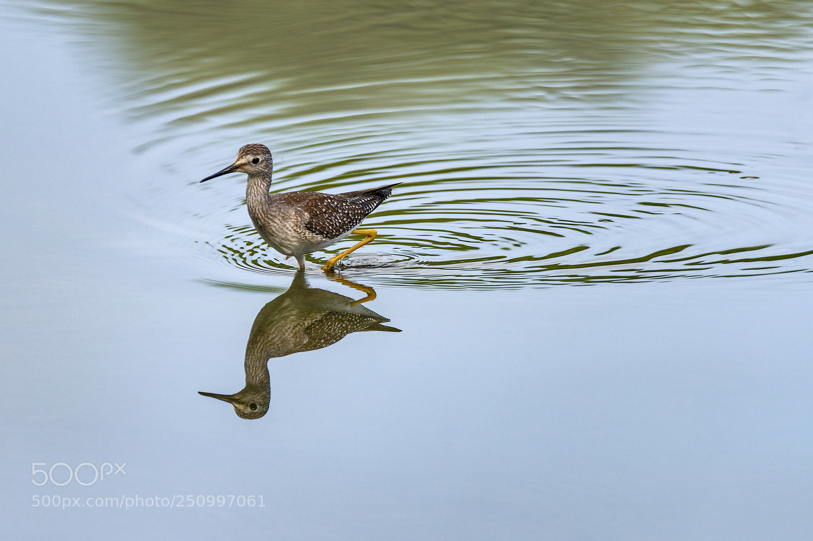 Nikon D810 sample photo. Lesser yellowlegs photography