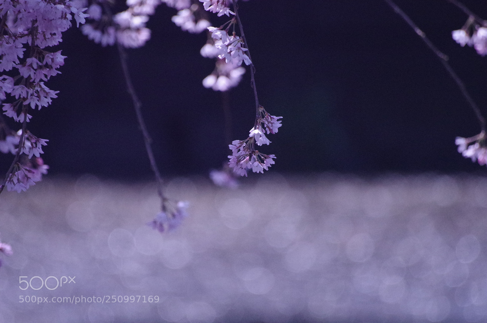 Pentax KP sample photo. Yryr photography
