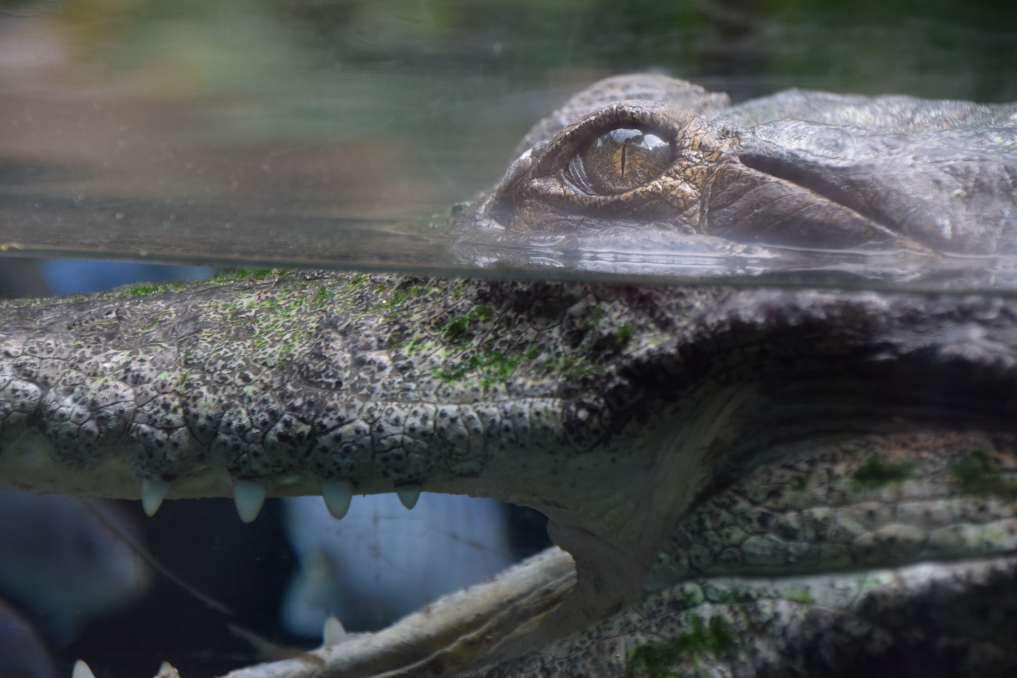 Nikon D5300 sample photo. Slender snouted crocodile at san diego zoo photography