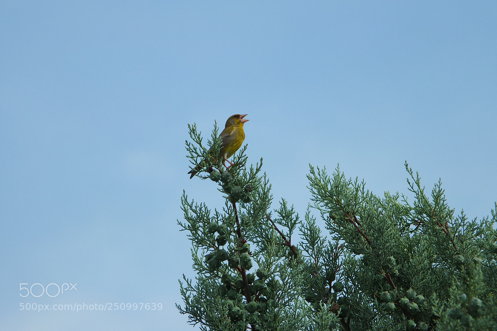 Fujifilm X-S1 sample photo. Zelendur greenfinch cardelius chloris photography