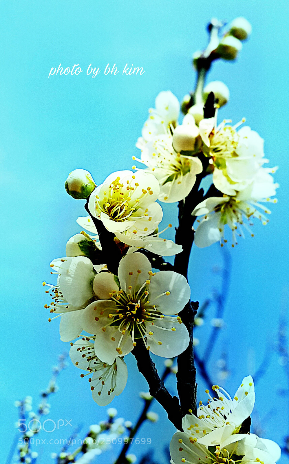 Samsung Galaxy Note4 sample photo. Blue plum blossoms photography