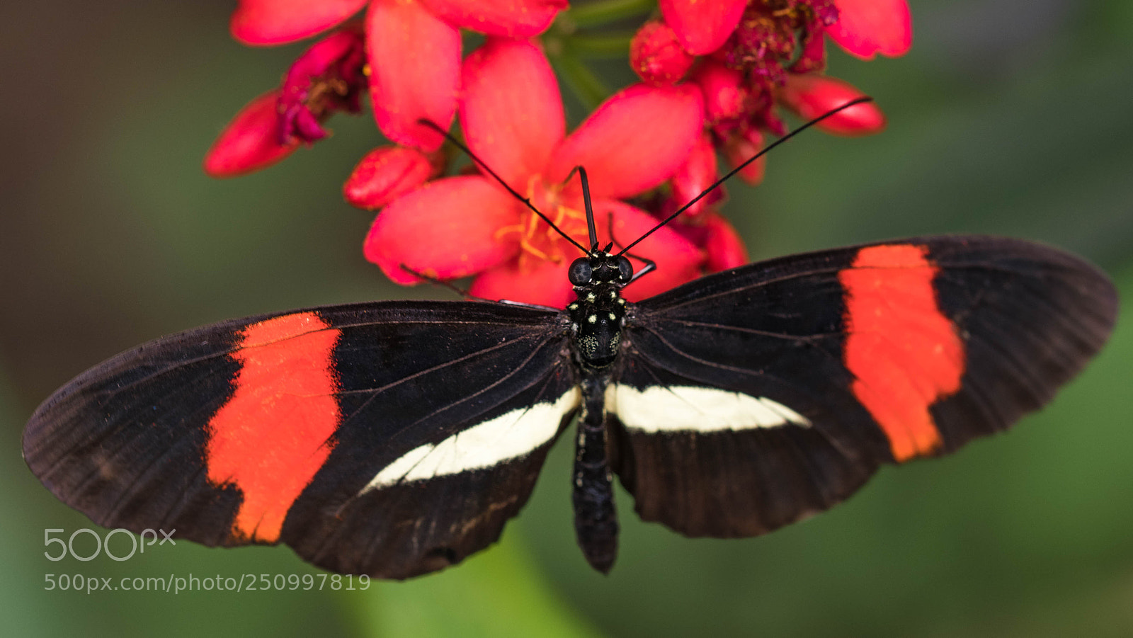 Nikon D5300 sample photo. Red postman photography