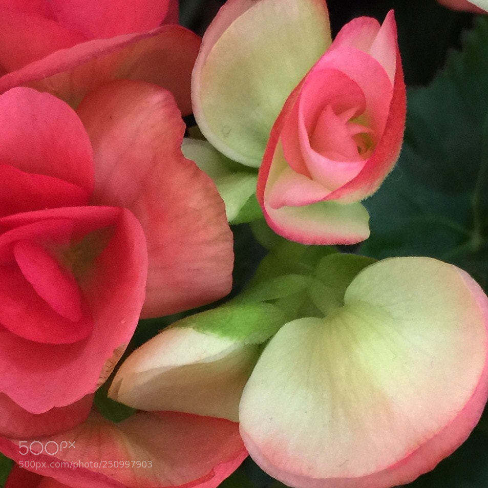 Apple iPhone 6 Plus sample photo. Untitled photography