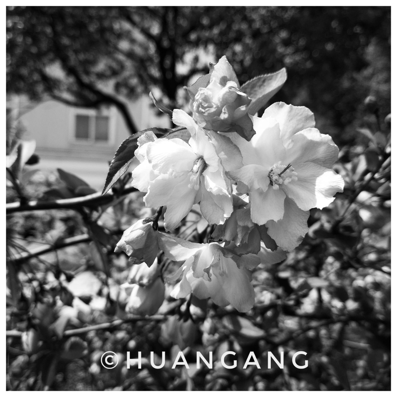 Xiaomi MI 5s sample photo