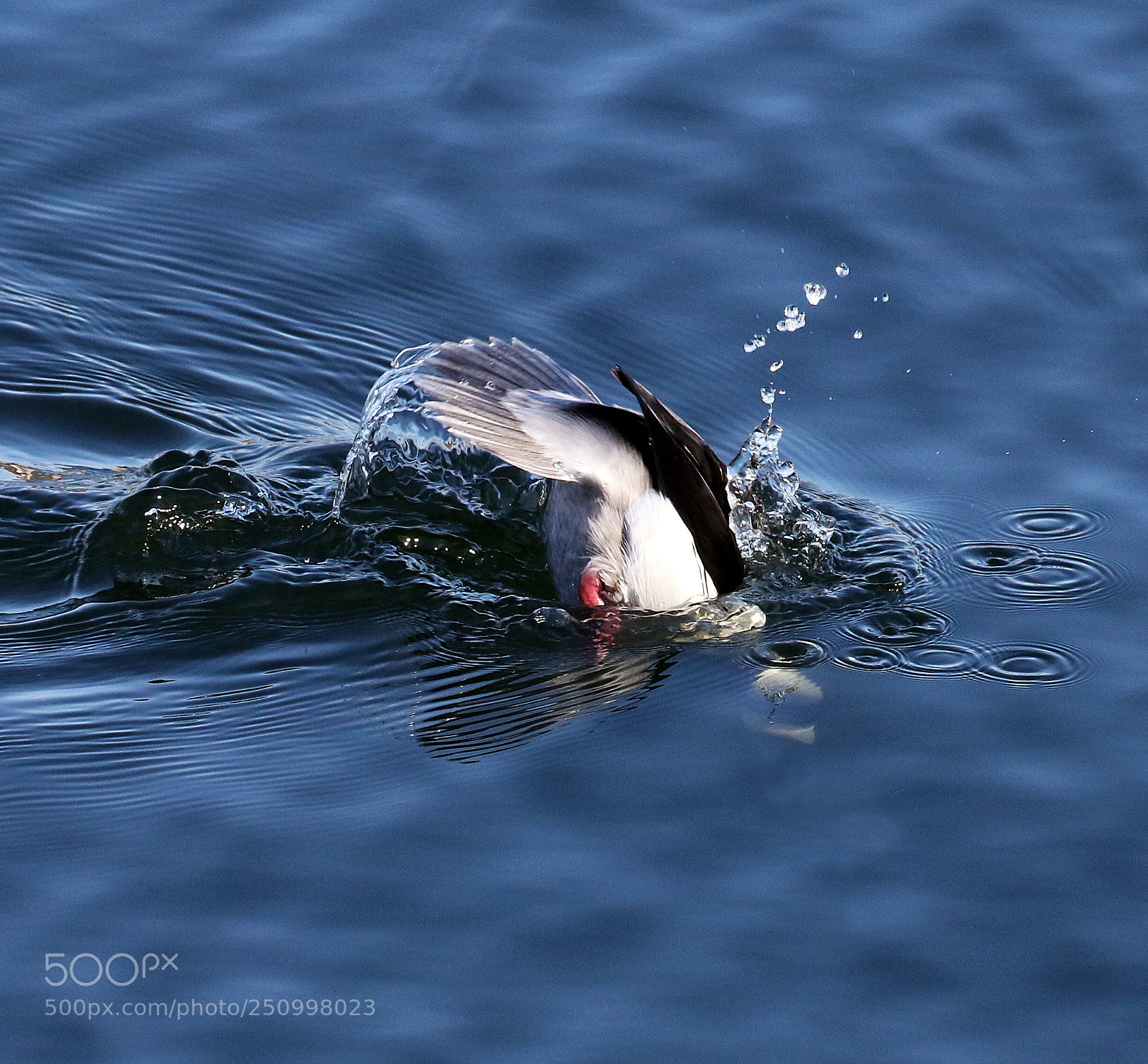 Canon EOS 7D Mark II sample photo. Taking the plunge photography