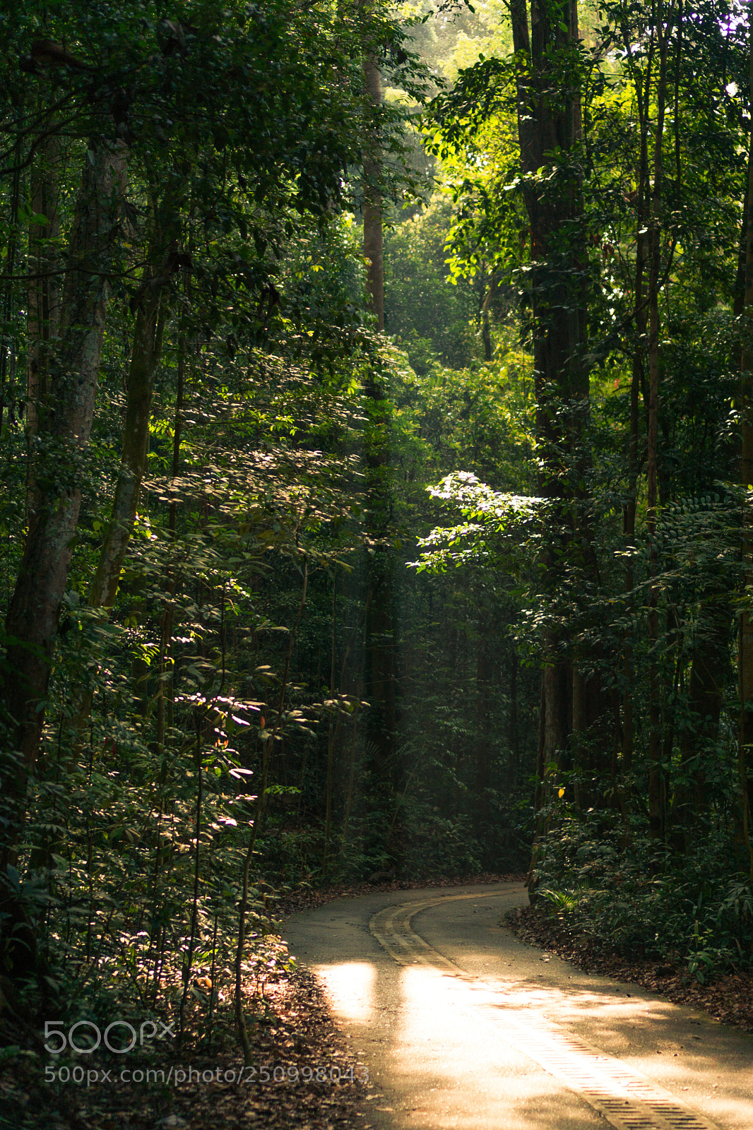 Sony a6000 sample photo. Forest path photography