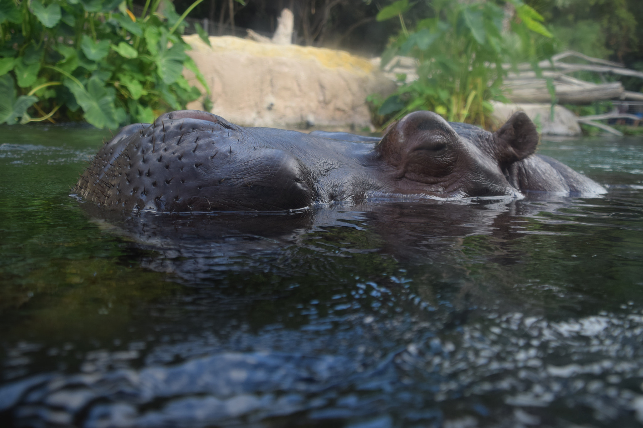 Nikon D5300 sample photo. Hippopotamus at san diego zoo photography