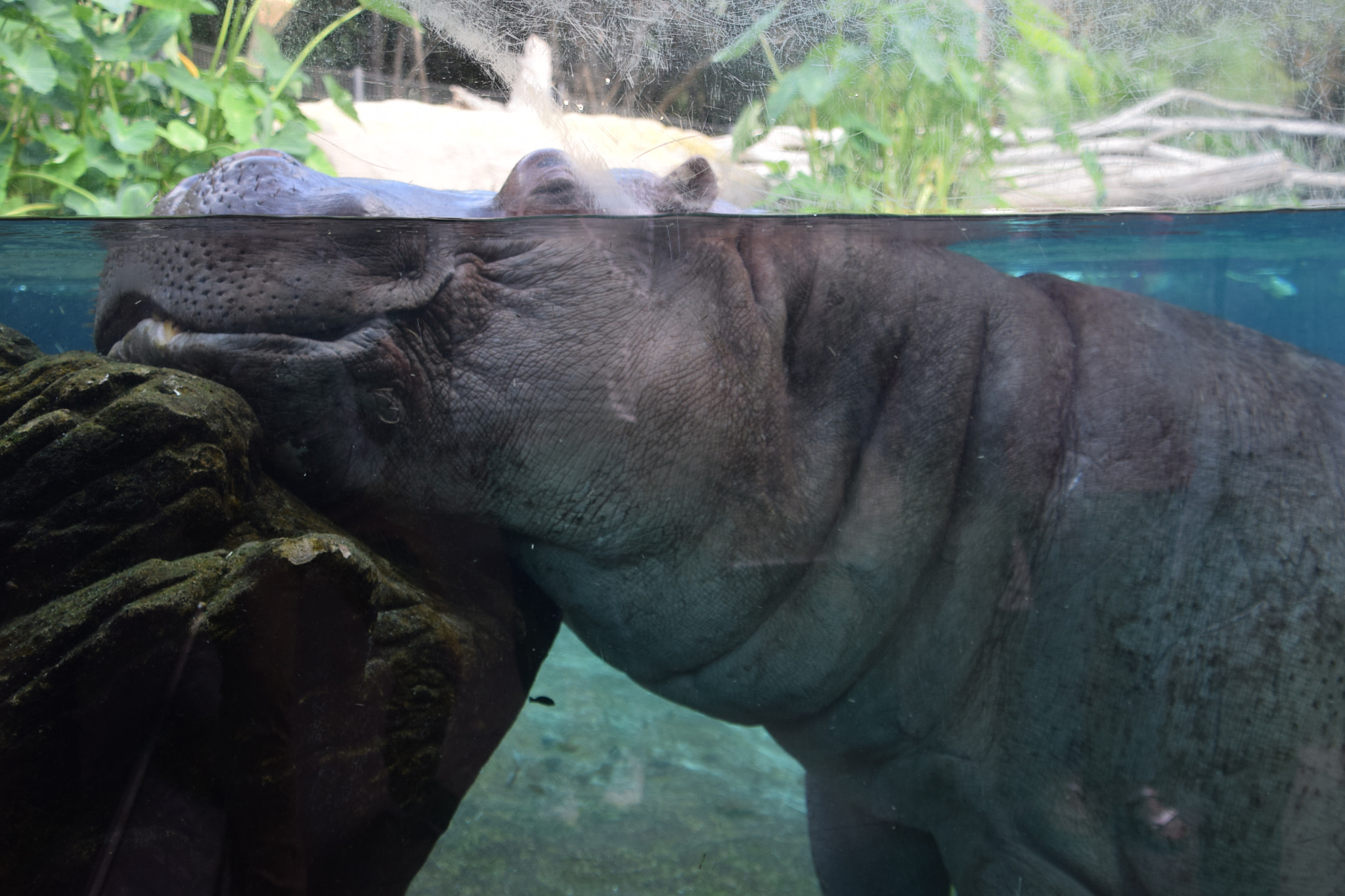 Nikon D5300 sample photo. Hippopotamus at san diego zoo photography